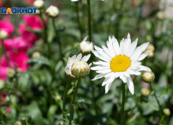 Сорняки, злаки и полынь объявили войну аллергикам на Ставрополье