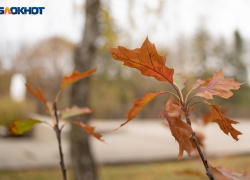 Ветер и падение температуры до 0 градусов: какая погода будет на Ставрополье 30 ноября