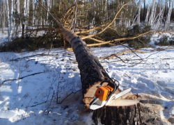 На Ставрополье пожилого лесоруба придавило деревом