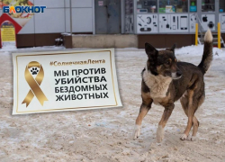 Ставропольские зоозащитники объявили бойкот предлагаемому режиму экстраординарной ситуации по бездомным собакам 