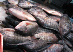 На пятигорском рынке задержали контрабанду осетровых