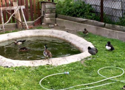 Маленький ребенок утонул на Ставрополье в бассейне для домашней птицы