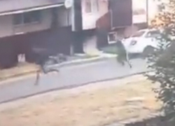 Два хулигана разбили стекло припаркованной машины и попали на видео под Ставрополем 