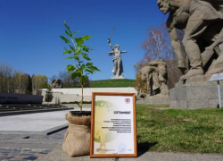 Сталинградский тополь высадят на Ставрополье