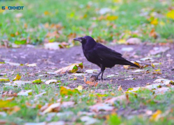 Животных на Ставрополье защитили от ядохимикатов и смерти в электрощитах