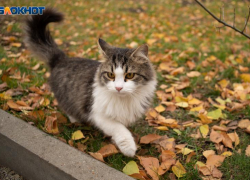 Ноябрь забыл, что он поздняя осень: на Ставрополье задержалась летняя погода до +21 градуса