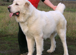 На Ставрополье рецидивист украл у фермера собаку