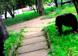 Житель Челябинска торговал наркотиками в Пятигорске