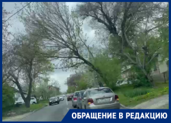 Опасные деревья в центре Ставрополя встревожили автомобилистов