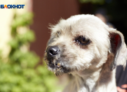 На Ставрополье ребенку-инвалиду выплатят 50 тысяч рублей после нападения собаки