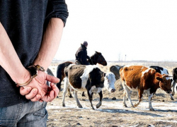 На Ставрополье экс-полицейских посадили за кражу скота