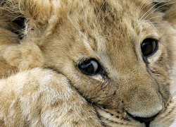 На Ставрополье от жары страдают дикие животные