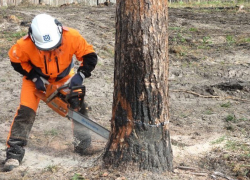 В Красногвардейском районе незаконно спилили деревья
