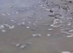 Массовую гибель рыб засняли на Чограйском водохранилище