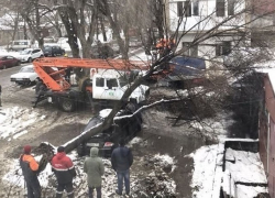 Огромное дерево упало на припаркованную во дворе иномарку в Пятигорске