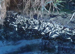 На Ставрополье спиртзавод загрязняет воду в Куме