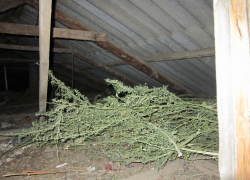 Житель Благодарненского района вырастил 13 килограмм марихуаны