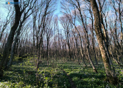 Как защитить себя от укуса клеща: памятка от МЧС по Ставрополью