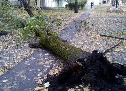 Старое дерево рухнуло на тротуар в жилом дворе Ставрополя 