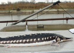 Торговавшие занесенной в Красную книгу северюгой сайты заинтересовали прокуратуру Ставрополя