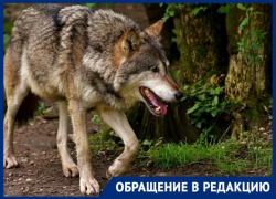 «Стая волков нападает на людей, но никому нет до этого дела», - ставропольчане обратились за помощью