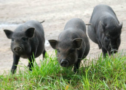 На Ставрополье мошенник обманом завладел вьетнамской свинкой