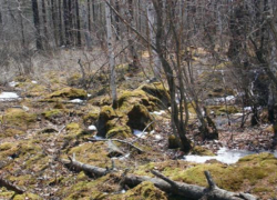 В лесу юго-западного района Ставрополя обнаружили мертвого мужчину