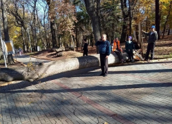Многолетнее дерево рухнуло в Центральном парке Ставрополя