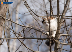 Тепло продолжает наступление: до +25 градусов ожидается на Ставрополье 13 марта