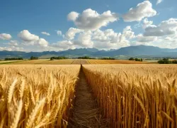 Грызунов на Ставрополье снова будет травить региональный минсельхоз 