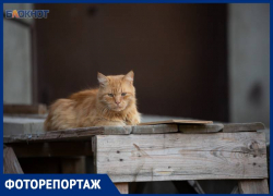 Печальные глаза и надежда найти хозяев: как живут бездомные животные в Ставрополе 