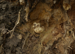 На Ставрополье нашли человеческие останки