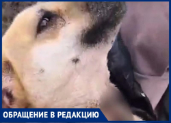 «Пустил на шашлык»: сожженные части собак нашли на даче недалеко от Георгиевска