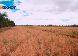 Мужчина пытался сжечь поля лупой на арматуре в Ставропольском крае