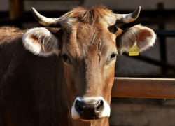 Фермер из Арзгирского района незаконно получил грант на 15 миллионов рублей