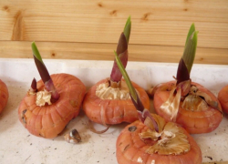 Как правильно вывести гладиолусы из зимней спячки, рассказали в ставропольском Россельхозцентре 