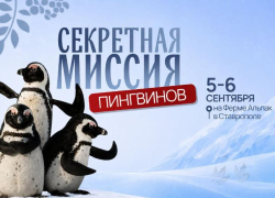 Первый праздник в честь новых жителей на Ферме Альпак пройдет в Ставрополе 5–6 сентября