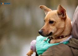 У недобросовестных ставропольцев в будущем могут изымать собак