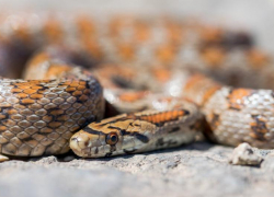 Двухметровую змею обнаружила жительница Ставрополья в своей летней кухне 