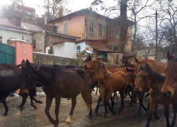 По центру Кисловодска пронесся табун лошадей