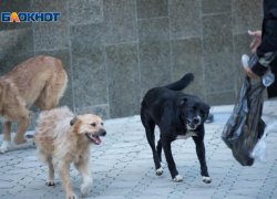 Режим экстраординарной ситуации по отношению с бездомными собаками готовятся ввести власти Ставрополья 