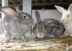 В Георгиевском районе участковый задержал троих подозреваемых в краже металлолома и кроликов