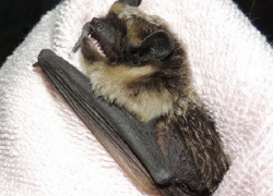 Зловещая летучая мышь устроила панику в квартире ставропольской семьи в ночь на Хэллоуин