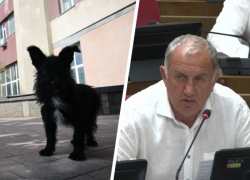 Усыплять, но не всех: закон об обращении с бездомными собаками во втором чтении приняли на Ставрополье 
