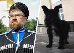 Помощник губернатора под подозрением и животный вопрос — чем запомнилась вторая неделя мая на Ставрополье