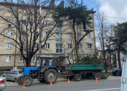 На спил деревьев в Ставрополе из городского бюджета потратят почти 7 миллионов рублей