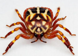 Африканские клещи-мутанты проснулись и охотятся на людей в Ставропольском крае