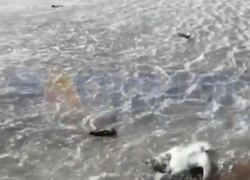 Массовая гибель птиц на Ставрополье привлекла внимание прокуратуры