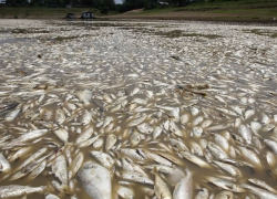 На Ставрополье рыба погибает от загрязнения воды