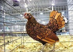 На Ставрополье поймали вора, который украл домашнюю птицу